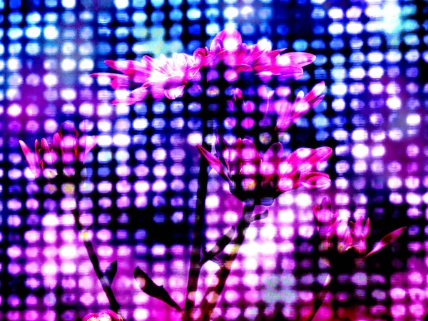 추상 디지털 꽃 배경 — 스톡 사진