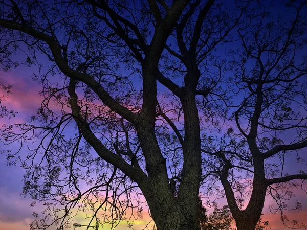 Ein Schöner Baum Herbst Vor Dem Hintergrund Des Farbenfrohen Abendhimmels — Stockfoto