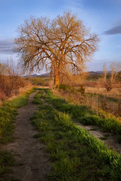 Yalnız bir meşe ağacı bir iz ya da etrafını saran yolu ile sabah ışığında parlıyor