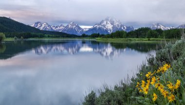 Kır çiçekleri bloom Oxbow Bend Grand Teton Milli Parkı Wyoming ve yılan nehir kıyısında
