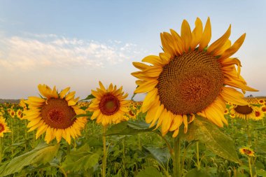 sabah güneş ışığı ayçiçeği alan bir yaz gününde isabet
