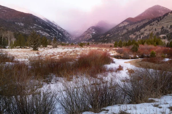 Friss Egy Állomány Jávorszarvas Élvezze Téli Reggel Rocky Mountain Park — Stock Fotó