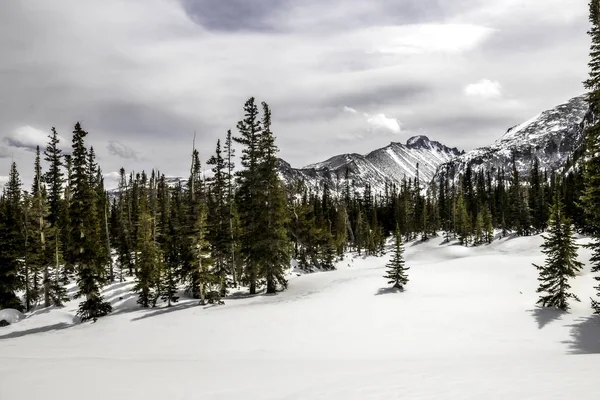 雪覆盖长峰与松树和新鲜下降的雪 — 图库照片