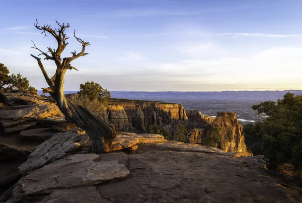 Árvore de zimbro morto localizada no Monumento Nacional do Colorado em Grand — Fotografia de Stock
