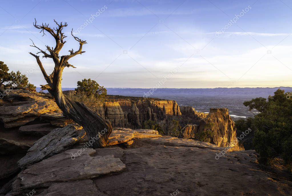 Dead Juniper Tree located in Colorado National Monument in Grand