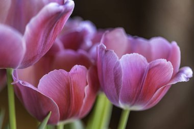 Kahverengi bir arka plan karşı Pembe Laleler