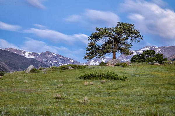 Una Solitaria Siempreverde Encuentra Colina Del Parque Moraine Con División — Foto de Stock