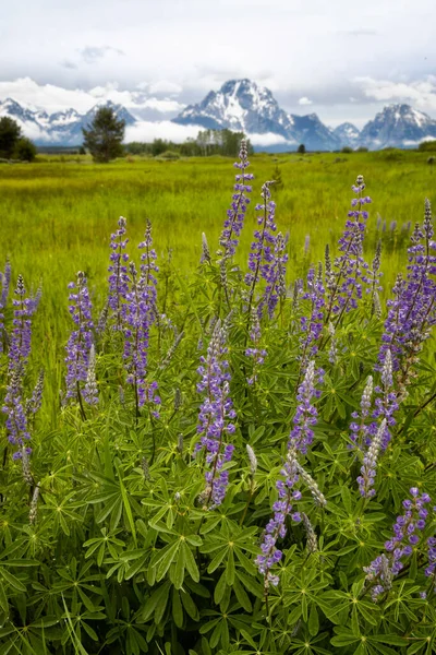 Vadvirágok Nőnek Grand Teton Nemzeti Park Wyoming Stock Kép