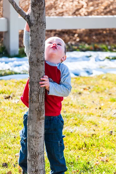 Little boy wanting to climb a tree — Stock Photo, Image