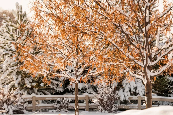 Early snow in autumn — Stock Photo, Image