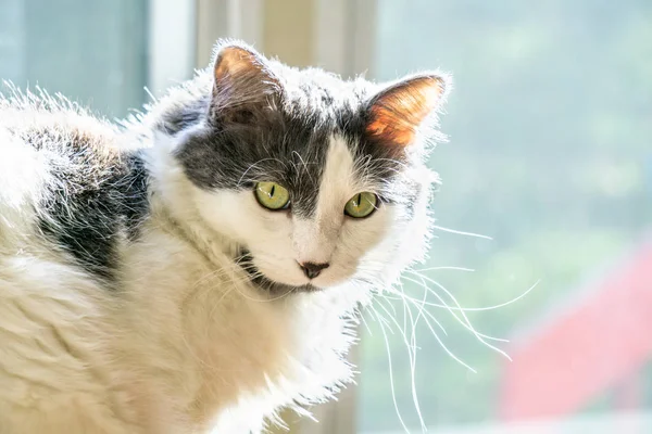 Casa gato disfrutando del sol de invierno desde una ventana —  Fotos de Stock