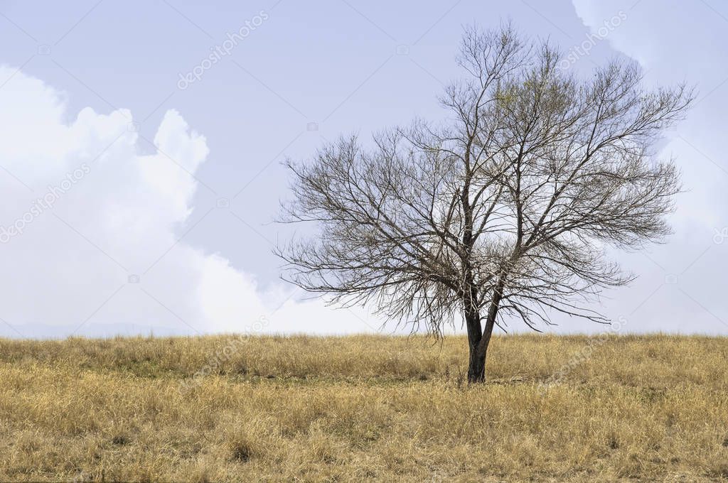 A single tree alone on the prairie