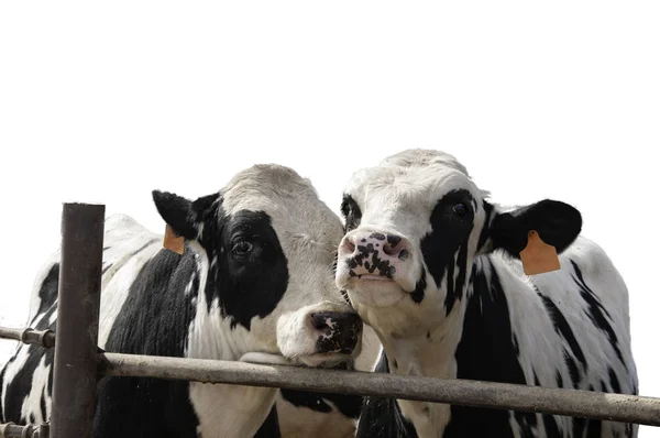 Twee jonge ossen worden vetgemest voor markt — Stockfoto