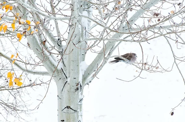Collared Dove in an Aspen Tree — Stock Photo, Image