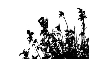 Ölü çiçekler beyaz karşı siluetli.