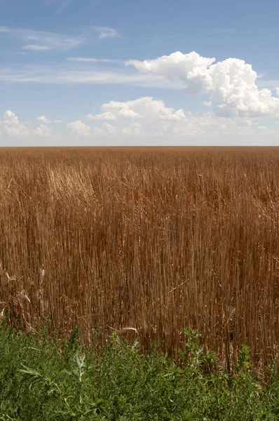 Pole slámy po sklizni pšeničných zrn — Stock fotografie