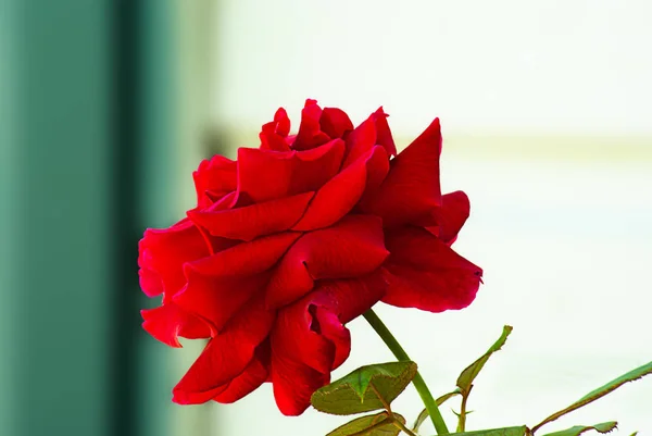 Einzelne rote Rosen blühen im Garten — Stockfoto