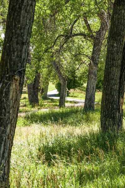 Ein Rad- und Fußweg durch einen Park — Stockfoto