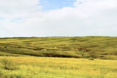 Angus inekleri çayırlara saçılmış yemek yiyorlar..