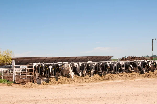 Ώρα σίτισης για τις αγελάδες γαλακτοπαραγωγής σε γαλακτοκομική εκμετάλλευση. — Φωτογραφία Αρχείου
