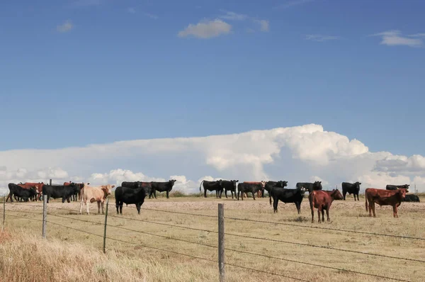 Молодые быки пасутся на равнинах Колорадо, США — стоковое фото
