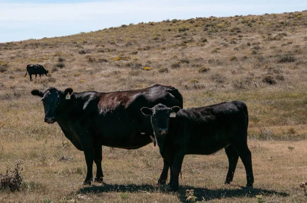 Μαύρη αγελάδα Angus και το μοσχάρι της κοιτάζοντας την κάμερα. — Φωτογραφία Αρχείου