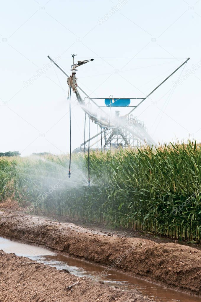Center pivot irrigation of a cornfield in rural Colorado