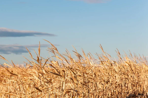 Kornfeld unter den felsigen Bergen in colorado, USA — Stockfoto