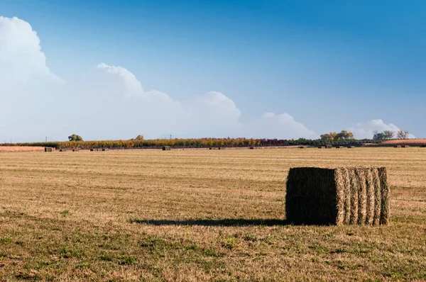 Hayfield con fardos listos para ser recogidos y apilados —  Fotos de Stock