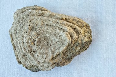 Fosili andıran gözenekli, katmanlı bir taşın eşsiz jeolojik örneği. Tarafsız bir arkaplandaki bu doğal nesne bilim, tarih veya soyut tasarım kavramları için idealdir..