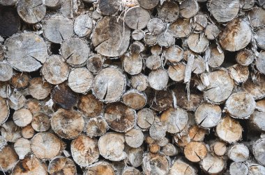 farklı boyutlarda odun kütükleri istiflendi
