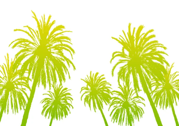 Palm Tree Silhouettes Isolated White — Stock Vector