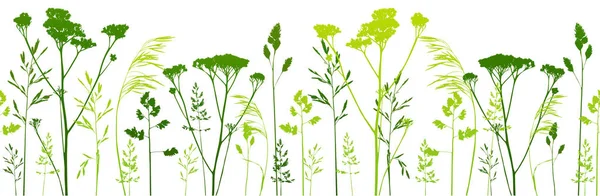 Bordure Sans Couture Avec Silhouettes Base Plantes Sur Fond Blanc — Image vectorielle