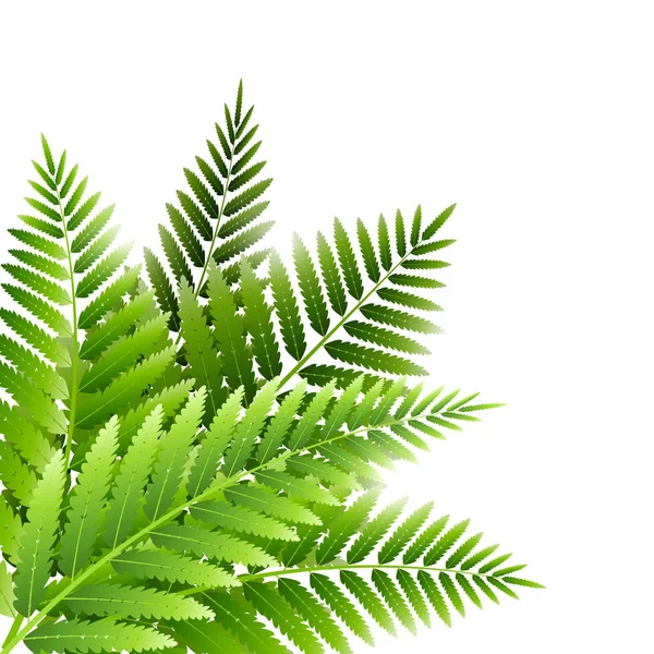 Grüne Farnblätter Strauß Isoliert Auf Weißem Hintergrund — Stockvektor