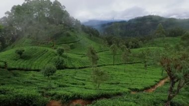 Yeşillik ve bulutlu gökyüzü şaşırtıcı doğa manzaralı
