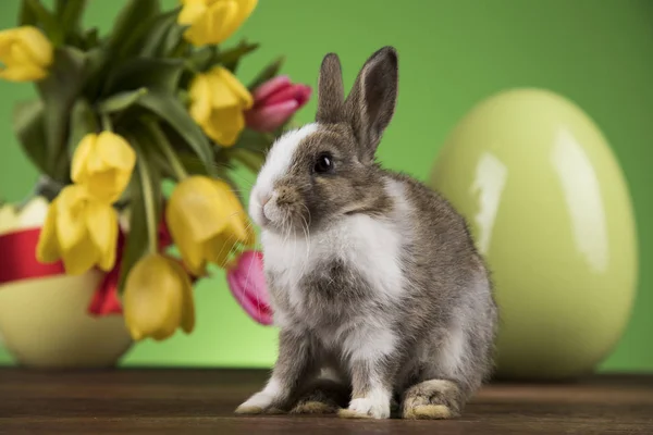 Králíků Velikonoční Vajíčka Tulipány Zelené Pozadí — Stock fotografie