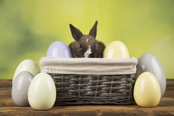 Buona Pasqua Coniglietto Coniglio Uovo Sfondo Verde — Foto Stock