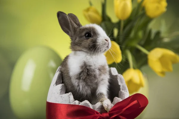 Oeufs Lapin Pâques Fleur Tulipe Fond Vert — Photo