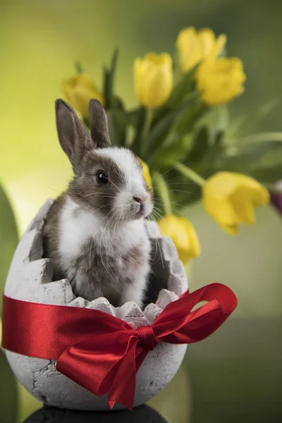Kaninchen Und Ostereier Und Tulpenblume Vor Grünem Hintergrund — Stockfoto