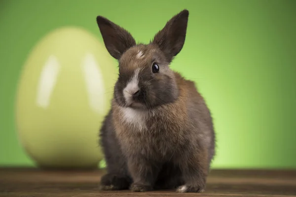 Bunny Králíků Velikonoční Vajíčka Zeleném Pozadí — Stock fotografie