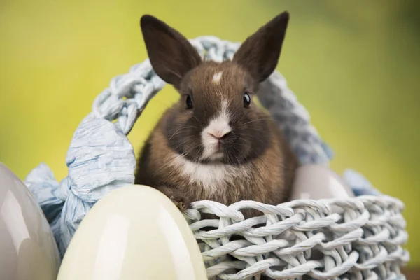 Little Bunny Med Korg Bakgrund — Stockfoto