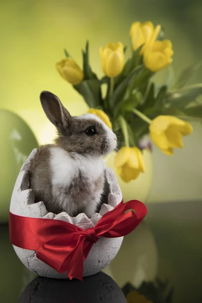 Conejito Bebé Huevo Sobre Fondo Flores Tulipán —  Fotos de Stock