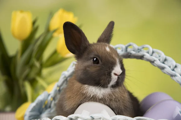 Baby Bunny Och Ägg Tulpan Blommor Bakgrund — Stockfoto