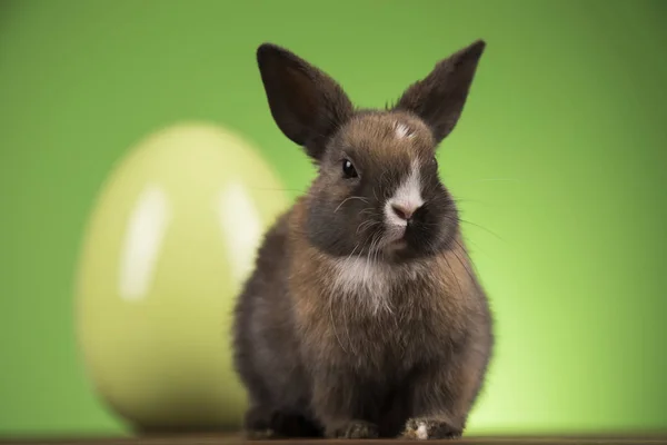 Pequeño Conejo Bebé Lindo Huevos Pascua — Foto de Stock