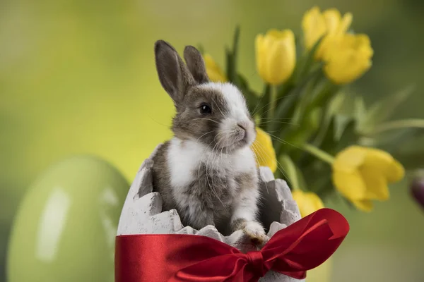 Baby Hase Und Auf Tulpenblumen Hintergrund — Stockfoto