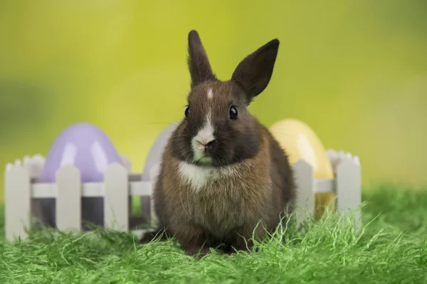 Glad Påsk Baby Bunny Kanin Och Ägg Grön Bakgrund — Stockfoto