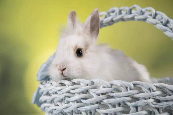 Sepet Arka Planı Olan Küçük Tavşan — Stok fotoğraf