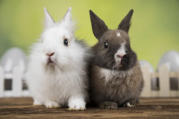 Pequeño Conejo Bebé Lindo Huevos Pascua —  Fotos de Stock
