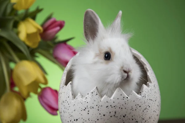 Kaninchen Und Ostereier Und Tulpenblume Vor Grünem Hintergrund — Stockfoto