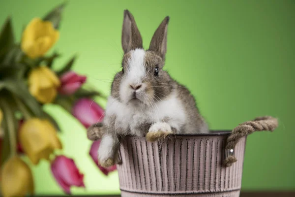 Vacaciones Pascua Con Huevos Flores Conejito —  Fotos de Stock